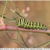 pap machaon larva11 kher